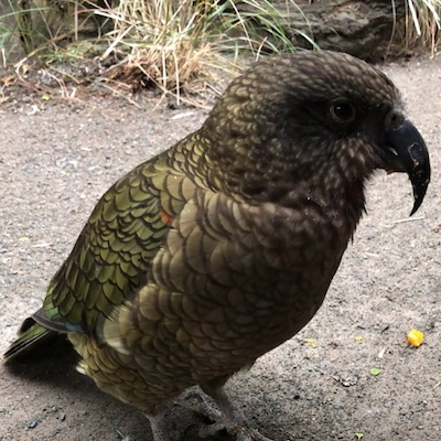 12500af6b1cbd2dc8cc5d0c0c0bf82f01f582c18 bird