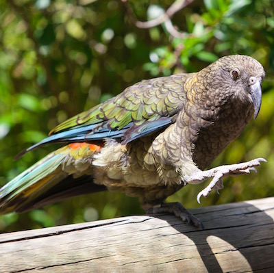7146b67e143b6c969d216bf77bc456adc34b4f66 (1) bird